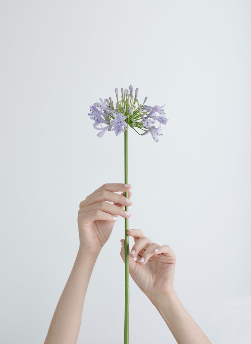 Hands holding an agapanthus flower